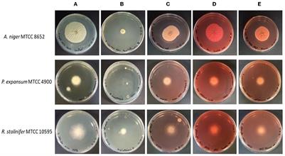 Inhibitory effect of Monascus purpureus pigment extracts against fungi and mechanism of action